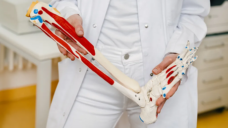 Beinmodell, Klinik für Fuß- und Sprunggelenkchirurgie, medius KLINIK OSTFILDERN-RUIT