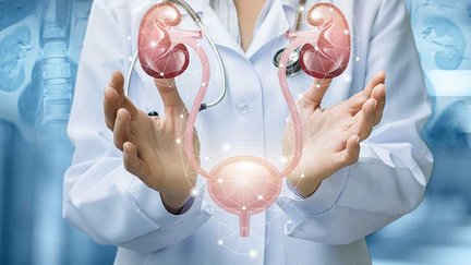 Ambulantes Spezialfachärztliches Programm Urologische Tumore an den medius KLINIKEN