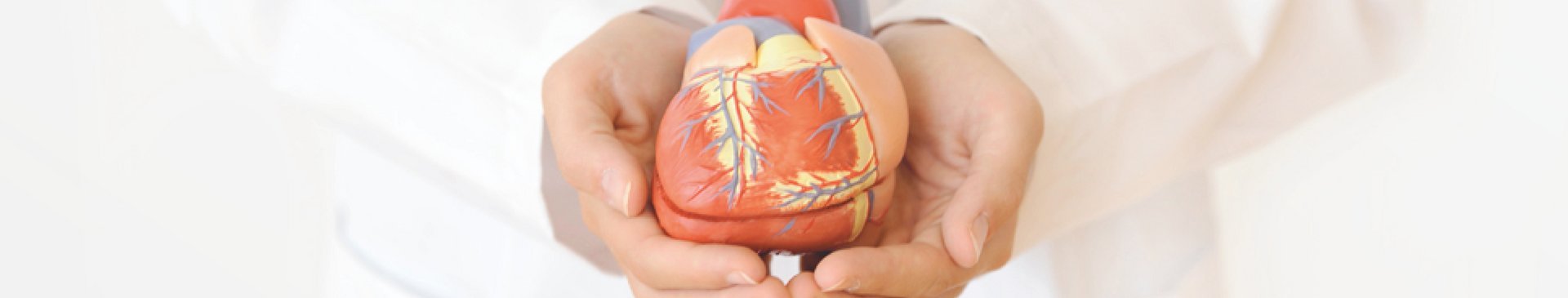 Arzt hält Herzmodell in den Händen 