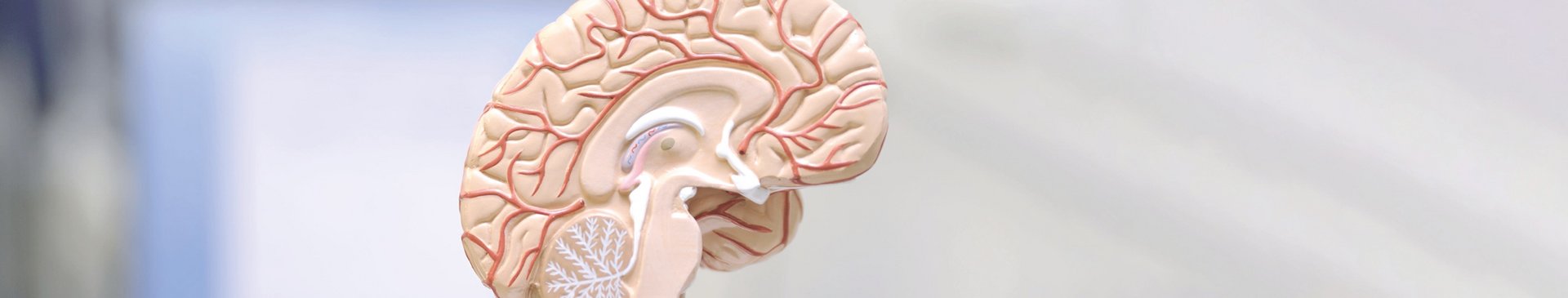 Querschnitt eines Gehirn als Symbol für Schlaganfall und Demenz für Patienteninformationsabend der Klinik für Neurologie der medius KLINIK KIRCHHEIM