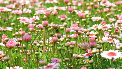 Gartengruppe | Klinik für Psychiatrie und Psychotherapie der medius KLINIK KIRCHHEIM