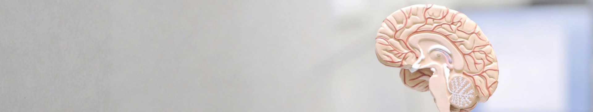 Querschnitt eines Gehirn als Symbol für Schlaganfall und Demenz für Patienteninformationsabend der Klinik für Neurologie der medius KLINIK KIRCHHEIM