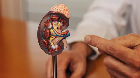 Patientenaufklärung im MVZ UROLOGIE der medius KLINIK OSTFILDERN-RUIT